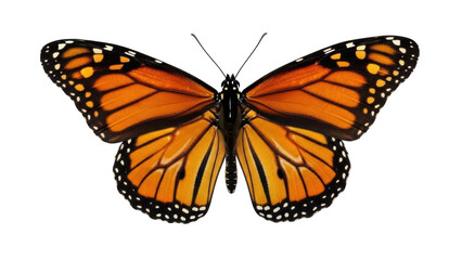Isolated Monarch Butterfly Spreading Wings, Full View, an Icon of Nature, Springtime Joy © Friedrich