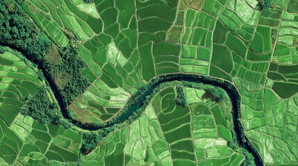 Obraz premium Farmland from above shows green rice paddies and a small, curving waterway. This shows eco-friendly farming.
