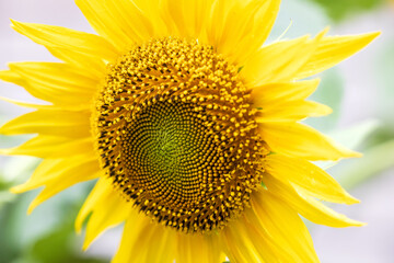 Close-up portrait of a beautifully vibrant yellow sunflower and fibonacci style patterned florets spiralling within the flower head. Captured on a bright sunny day.