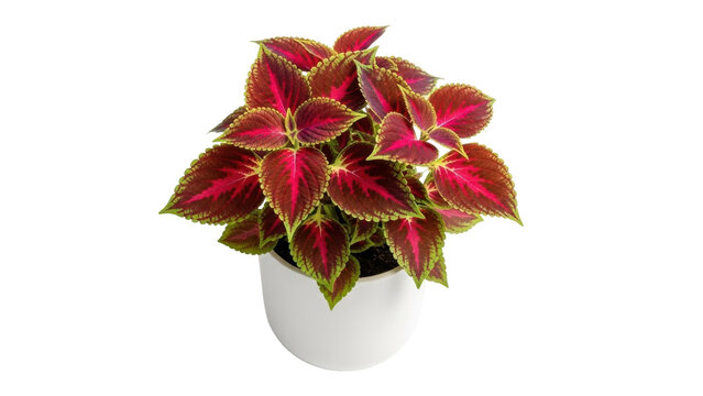 Isolated bright coleus plant in a white pot, colorful foliage tropical houseplant garden decor