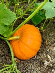 Pumpkin grows in the garden, an orange vegetable.