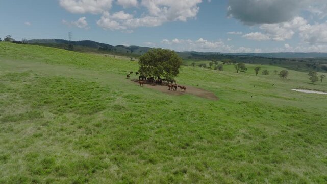 Aerial Push In towards wild horses enjoying the shade under a lone tree on a very hot summer&rsquo;s day.

Shot in ProRes with a light color grade (Rec 709)