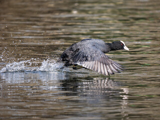 A Coot Running on Water