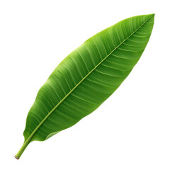 Obraz premium Banana leaf on transparent background PNG
