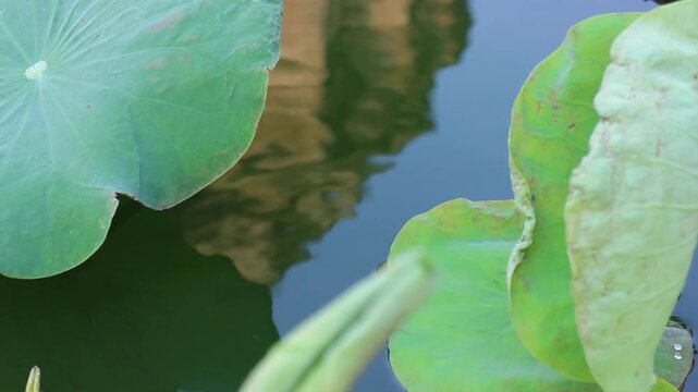 Chiang Mai, Thailand Wat Chedi Laung pagoda water reflection, stock footage