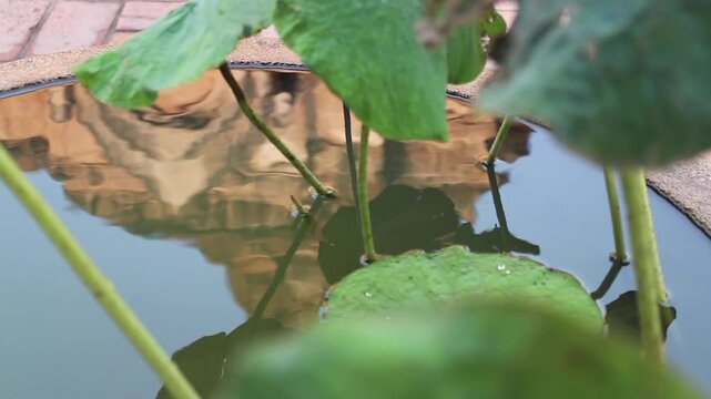 Chiang Mai, Thailand Wat Chedi Laung pagoda water reflection, stock footage