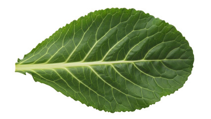 Obraz premium Isolated Green Leafy Vegetable - Collard or Kale Freshness for Eating and Growing Plants