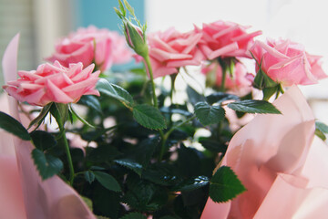 Bukiet różowych róż w słoneczny dzień © Asnyko