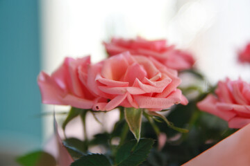 Różowe róże w bukiecie © Asnyko