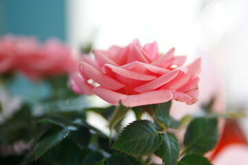 Różowa kwitnąca róża  © Asnyko