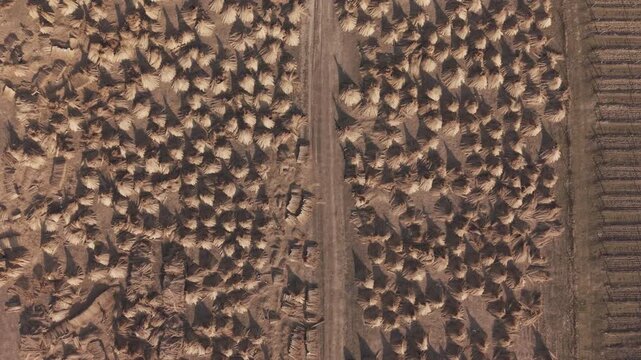 A drone aerial view captures a rural agricultural landscape filled with neatly arranged haystacks on both sides of a straight dirt road.