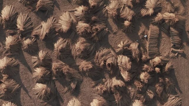 Top down drone view of numerous haystacks scattered across a dry agricultural field. The golden straw bundles create organic patterns and long dramatic shadows in the warm sunlight.