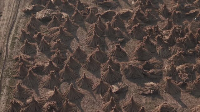 Aerial view of haystacks arranged in rows on farmland