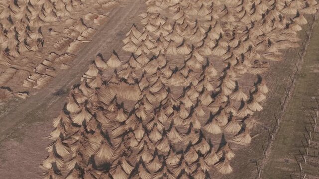 Aerial drone view of numerous haystacks arranged in neat rows across a rural agricultural field. The dried hay forms conical shapes casting long shadows on the farmland.
