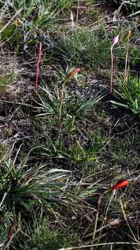 Wildflowers in the Sierra of Tandil, Argentina. Vertical, for mobile.