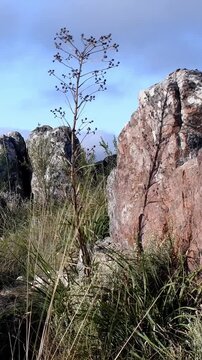 Wild vegetation projects a shadow on a rock in the Sierra of Tandil, Argentina. Vertical, for mobile.