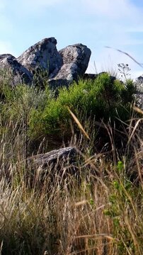 Rocks and weeds in the sierra of Tandil, Argentina. Vertical, for mobile.