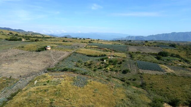 Vast Blue Agave plantations around Tequila, Jalisco, Mexico. The rows of crops are visible under a clear sunny morning sky. Aerial pullback ascent in 4K.
