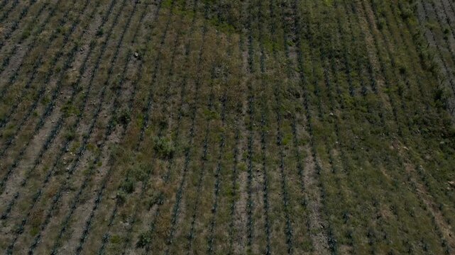 Blue Agave fields in the hills of Jalisco, Mexico. featuring a city backdrop in bright afternoon sky. Fast, forward upward-tilting aerial shot in 4K.