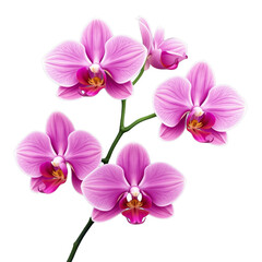 Fototapeta premium Flowers on transparent background for design orchids vector