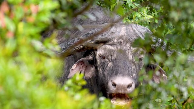 A solitary Cape buffalo, partially hidden in thick green bush, chewing cud and watching cautiously in its natural habitat in Kenya. Cape Buffalos are among the most dangerous animals in Africa.