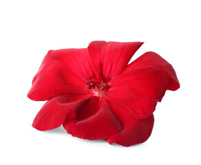 Beautiful red edible flower on white background