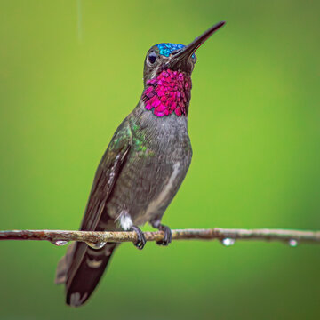 Colibr&iacute; Picudo coronado (Heliomaster longirostris)