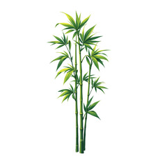 Fototapeta premium Vector image of bamboo, plant for infographics