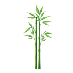 Obraz premium Vector image of bamboo, plant for infographics