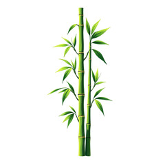 Fototapeta premium Vector image of bamboo, plant for infographics