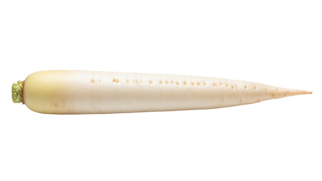 Isolated daikon radish, a long white root vegetable related to turnip and rutabaga food
