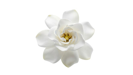 Obraz premium Isolated gardenia flower blossom, an elegant bloom with delicate, pure petals against light