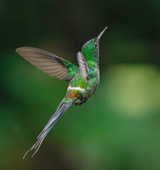 colibrí cola de lira verde (Discosura conversii) © clotero
