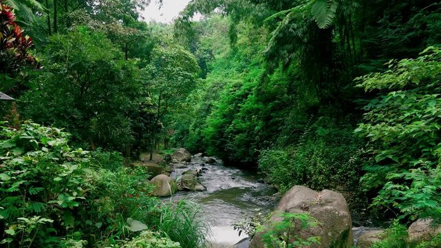 Lush tropical river flowing through a green forest with rocks and boulders in East Java, Indonesia