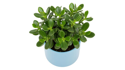 Isolated green jade plant in blue pot, houseplant, nature botanical, garden, fresh, eco, trendy © Vetle