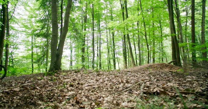 Side View of Professional Mountain Biker Jumping Over Dirt Mound in Forest, Extreme Sports Athlete Performing Mid-Air Stunt on MTB Trail in Lush Green Woodland, Action and Adrenaline Concept
