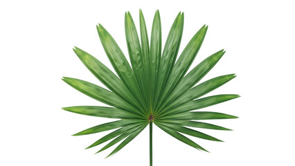 Fototapeta premium Isolated palmetto palm frond shows a natural green leaf with radial shape and distinctive texture