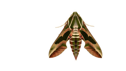 Isolated Tersa Sphinx moth with green and brown camouflage pattern viewed from above © Fried