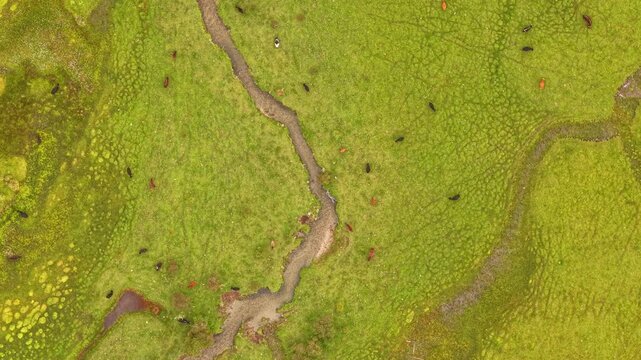 Aerial view of cattle grazing on the lush green pastures of Phobjikha Valley, a serene landscape with meandering streams, Nubding, Bhutan.