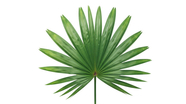 Isolated palmetto palm frond shows a natural green leaf with radial shape and distinctive texture