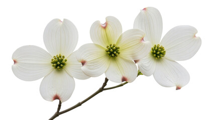 Isolated dogwood flowers on a branch for springtime, a lovely springtime flower display © Vetle