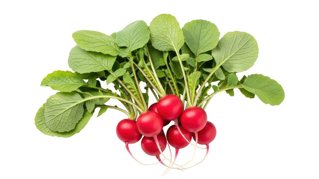 Isolated radish bunch, red root vegetable with green leaves, fresh spring harvest