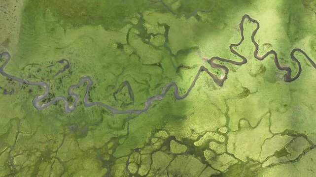 Aerial view of a meandering river flowing through the lush green Phobjikha Valley, its dark waters contrasting beautifully with the bright grassland, Wangdue Phodrang, Bhutan.