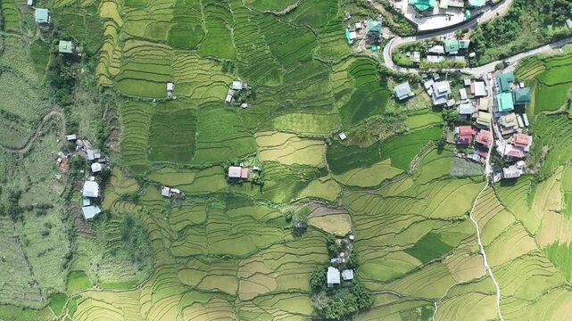 Aerial view of rice terraces interspersed with houses, creating a vibrant tapestry of agricultural and residential landscapes, Teoprongchu, Punakha, Bhutan.
