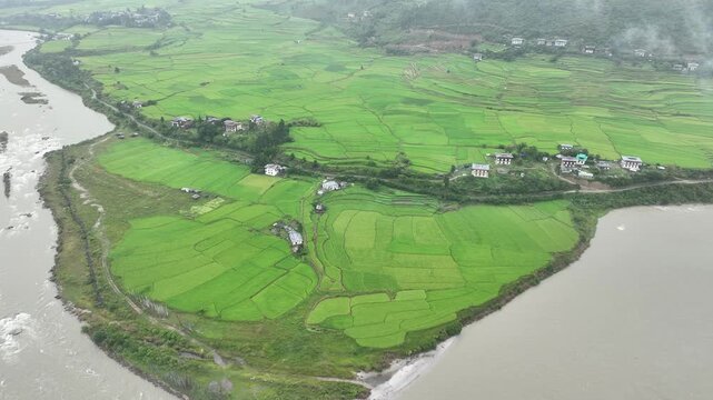 Aerial view of lush green rice paddies contrasting against the river, a serene landscape, Punakha, Punakha, Bhutan.