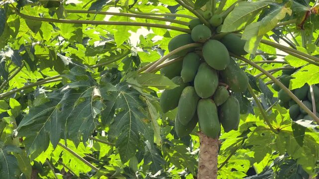 Multiple clusters of papaya fruits grow on a single tree with thick plantation vegetation filling the entire background. Plantation density.