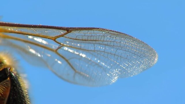 Close-up of a dragonfly wing with visible intricate vein patterns, glistening dew drops, set against a bright blue sky, capturing the delicacy and clarity of the insect's wing structure.