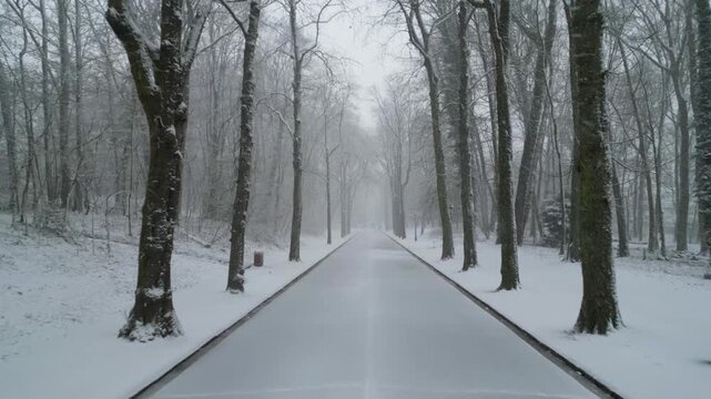 Aerial view of a snow-covered pathway bordered by stark, bare trees in a park, creating a monochromatic winter landscape, Woluwe-Saint-Pierre, Belgium.