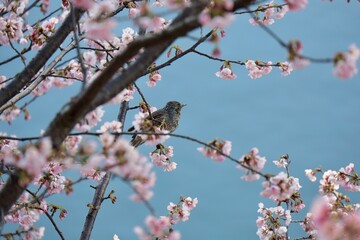 川沿いの安行桜の枝から遠くを眺めるヒヨドリ