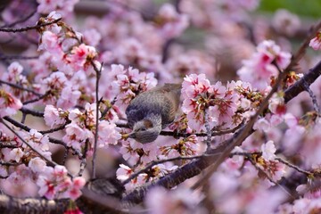 春風に揺れる桜から必死蜜を吸うヒヨドリ